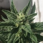 Jesus OG Strain Marijuana Plant