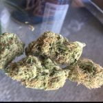 Jillybean Bud