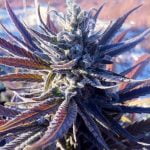 Jillybean Marijuana Strain