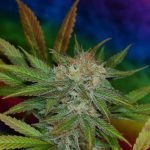 Jillybean Strain Marijuana Plant