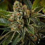 Khalifa Kush Marijuana Strain