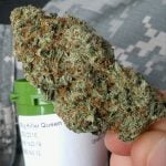 Killer Queen Bud