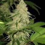 Killer Queen Marijuana Strain