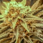 Killer Queen Strain Marijuana Plant