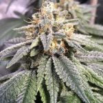 Kimbo Kush Marijuana Strain