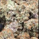 Kimbo Kush Strain Marijuana Plant