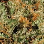 Kong Strain Marijuana Plant