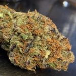 Kryptonite Strain Marijuana Plant