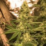 Larry Bird Marijuana Strain