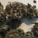 Larry Bird Strain Marijuana Plant