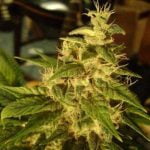 Lemon G Marijuana Strain