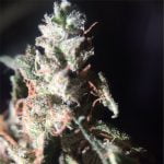 Lemon G Strain Marijuana Plant