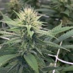 Lime OG Marijuana Strain