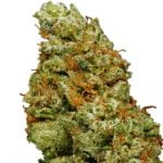 Lime OG Strain Marijuana Plant