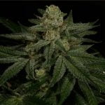 Lost Cause Marijuana Strain