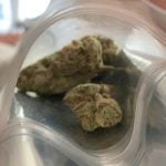 Lost Cause Strain Marijuana Plant