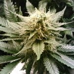 Maui Marijuana Strain