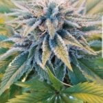 Meltdown Marijuana Strain