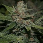 Memory Loss Marijuana Strain