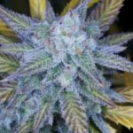 Memory Loss Strain Marijuana Plant