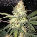 Moonshine Haze Marijuana Strain