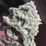 Moonshine Haze Strain Marijuana Plant