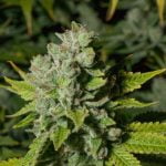 Mother’s Milk Marijuana Strain