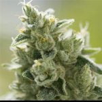 Mother’s Milk Strain Marijuana Plant