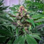 Ninja Fruit Marijuana Strain