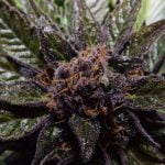 Ninja Fruit Strain Marijuana Plant