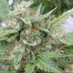 Ogre Marijuana Strain