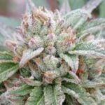 Orange 43 Marijuana Strain