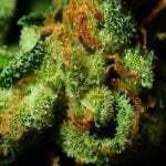 Orange 43 Strain Marijuana Plant