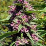 Panama Red Marijuana Strain