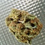 Panama Red Strain Marijuana Plant