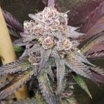 Paradise Circus Marijuana Strain