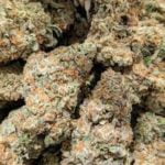 Paradise Circus Strain Marijuana Plant