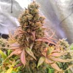 Passion Fruit Marijuana Strain