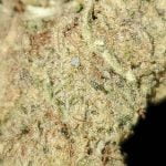 Passion Fruit Strain Marijuana Plant