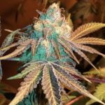 Phantom Cookies Marijuana Strain