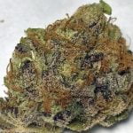 Pink Champagne Strain Marijuana Plant