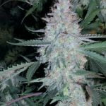 Pot of Gold Marijuana Strain