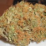 Pot of Gold Strain Marijuana Plant