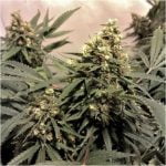 Power Plant Marijuana Strain