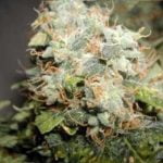 Power Plant Strain Marijuana Plant