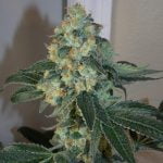 Pura Vida Marijuana Strain