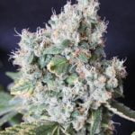 Pura Vida Strain Marijuana Plant