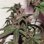 Purple Diesel Marijuana Strain