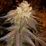 Querkle Marijuana Strain