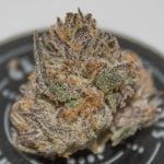 Rainbow Sherbet Strain Marijuana Plant